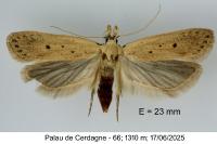 Nothris verbascella