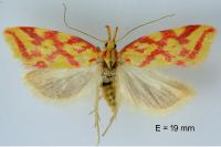 Hypercallia citrinalis