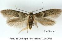Blastobasis phycidella