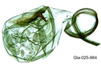 Blastobasis phycidella