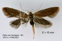 Crassa unitella