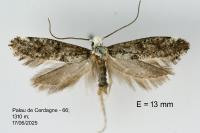 Paraswammerdamia albicapitella