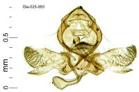 Paraswammerdamia albicapitella