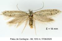 Dysspastus fallax