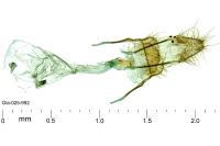 Dysspastus fallax