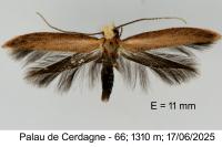 Zelleria hepariella