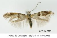 Cedestis subfasciella