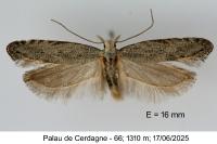 Anarsia bilbainella