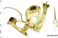 Anarsia bilbainella