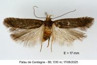 Filatima spurcella