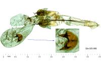 Filatima spurcella