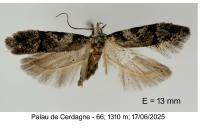 Recurvaria thomeriella