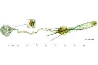 Recurvaria thomeriella
