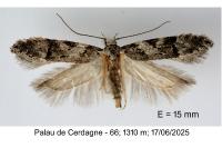 Recurvaria thomeriella