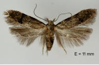 Teleiodes vulgella