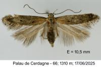 Stomopteryx pyrenaella