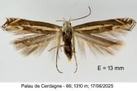 Isophrictis lineatella