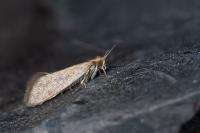 Nematopogon schwarziellus