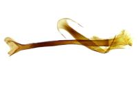 Nematopogon schwarziellus