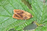 Ptycholoma lecheana