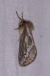 Korscheltellus lupulinus