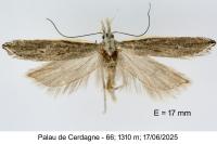 Sophronia semicostella
