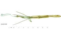 Sophronia semicostella