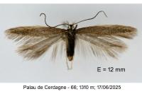 Megacraspedus tenuiuncus