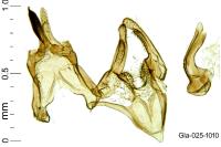 Megacraspedus tenuiuncus