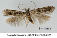 Exoteleia dodecella