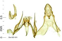 Exoteleia dodecella