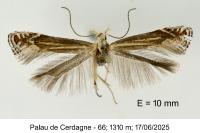 Isophrictis corsicella