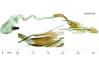 Isophrictis corsicella