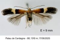 Aproaerema polychromella