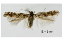 Mompha miscella