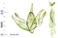 Mompha miscella