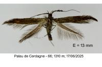 Coleophora mayrella