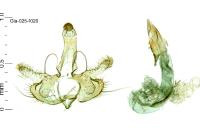 Coleophora mayrella