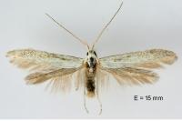 Coleophora anatipennella