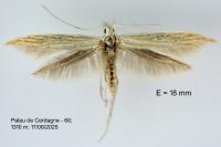 Coleophora nutantella