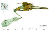 Coleophora nutantella