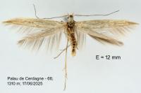 Coleophora dianthi