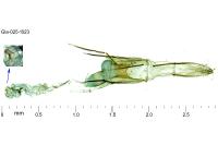 Coleophora dianthi