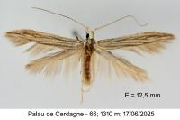 Coleophora calycotomella