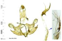 Coleophora calycotomella