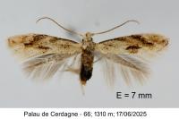 Bucculatrix bechsteinella