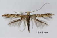 Acrocercops brongniardella