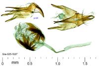Acrocercops brongniardella