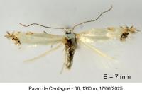 Leucoptera spartifoliella