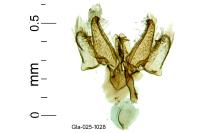 Leucoptera spartifoliella